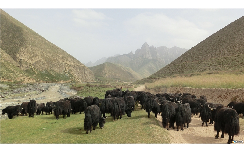 牦牛，藏文化中獨特的符號